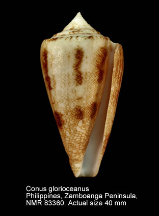 Conus glorioceanus (2).jpg - Conus glorioceanus Poppe & Tagaro,2009